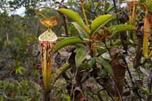 Plant And Pitcher Of The Carnivorous Pitcher Plant Nepenthes Stenophylla, Sarawak, Borneo, Malaysia