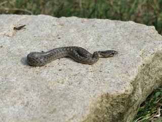 Poster - Southern smooth snake, Coronella girondica, on a rock