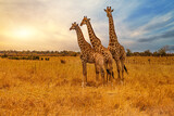 Fototapeta  - Three giraffes with a beautiful morning sky