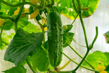Big Cucumber Growing In The Greenhouse. Homegrown Produce