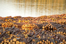 Piled Logs Floating On The River In Finland