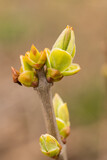 Fototapeta  - Buds On Lilac Branch In Garden On Background Close Up.