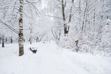 Fototapeta  - Snowy Landscape After Snowfall In Winter Park.