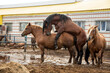 Horse breeding on the farm