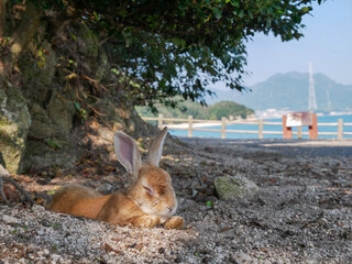 Sleeping rabbit on Okunoshima Island, Japan
