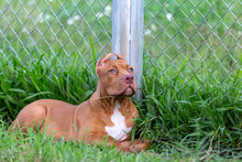 Cute Three-month-old Pitbull Puppy. A Young Pitbull, A Large, Completely Brown Color. Lay In A Large Cage With A Wide Lawn. In A Dog Farm In