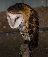 Poster - Barn owl resting Birds of Prey Centre Coleman Alberta Canada