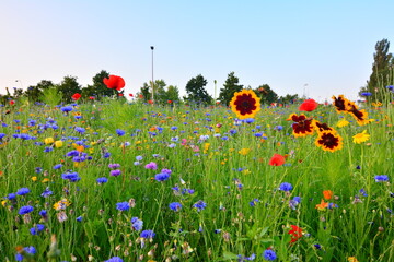 Wall Mural - Blumenwiese