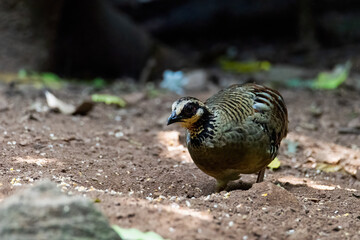 Sticker - green-legged partridge or scaly-breasted Partridge,beautiful bird in tropicalrain forest