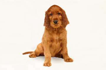 Wall Mural - charming Irish setter puppy of brown color on a white background