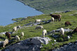 Schafe auf der Alp