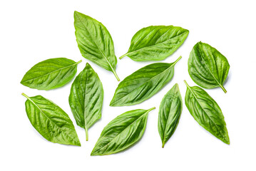 Basil leaves