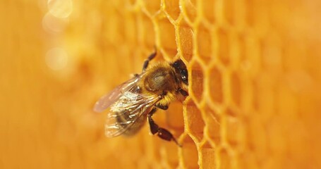 Wall Mural - Working bee on honeycomb. Closeup of bee on honeycomb in apiary