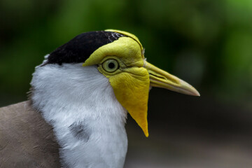 Sticker - Shallow focus shot of a soldier lapwing bird with a yellow face - wildlife