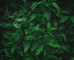 green leaf background dark green leaves