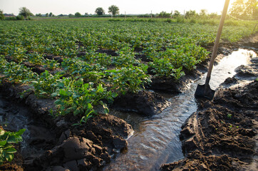 Wall Mural - Potato plantation watering management. Shovels stuck into water stream for direction of flows to plantation rows. Traditional surface irrigation. Beautiful bushes of potatoes. Farming and agriculture.