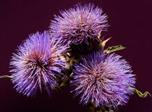 Pretty Purple Flowers Of Artichoke Plant Close Up