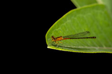 Close Up Shot Of Damselfly On A Green Leaf With Black Background