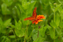 Gulf Fritillary Butterfly With Open Wings