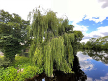 Old Willow Tree, Growing Next To The, River Wharfe, With Swans By The Waters Edge In, Otley, Yorkshire, UK