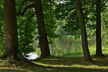 Wall Mural - trees in the park by the water.