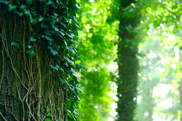 Wall Mural - the trunk of an old tree with vines.