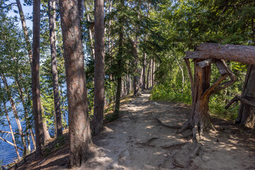 Wall Mural - Hiking Trail In A Pine Tree Forest