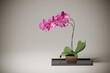 3D rendering, Orchid flowers in a vase on white background.
