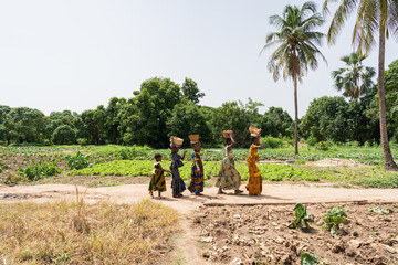 Row of young black African girls in colourful dresses walking on a dirt road in the midst of cultivated fields, carrying baskets with fresh products on their head