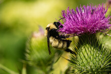 Northern Golden Bumblebee On Bull Thistle Flowers