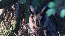 Portrait Of Sleepy Long Eared Owl Resting On Conifer Tree In The Forest - Wildlife