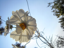 White Cosmos Flowers Under The Autumn Sun And Blue Sky.