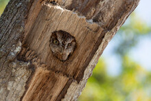 Cute Little Eastern Screech Owl Sticking Head Out Of Its Nest Hole In An Oak Tree Stump That Was Formerly A Woodpecker Nest In A Wooded Rural Area In Central Florida.