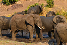 A Herd Of African Elephants In The Mud Near Sweni Hide, Central Kruger National Park, South Africa