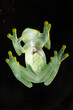 Bottom side of a reticulated glass frog sitting on glass