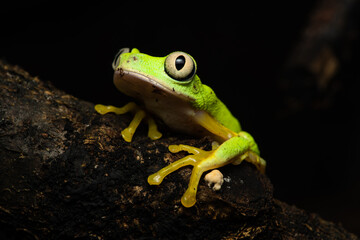 lemur leaf frog on a plant