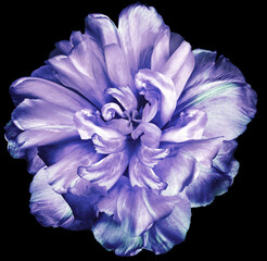 Blue-purple  tulip flower  on black isolated background with clipping path. Closeup. For design. Nature.