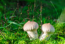 Beautiful Puffball Mushrooms In The Green Moss