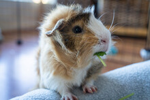 Guinea Pig Eating A Snack.