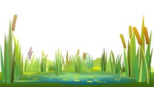 Swamp Landscape With Reed And Cattail. Isolated Element. Horizontally Composition. Overgrown Pond Shore. Illustration Vector