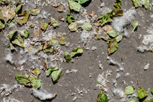 Poplar Fluff And Dried Leaves On Asphalt. Summer Day, Hot Weather, Drought. Top View, Flat Lay