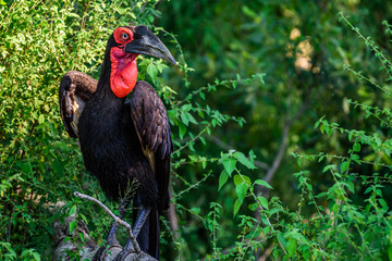 Wall Mural - The female of Southern ground hornbill in Kruger National park, South Africa.