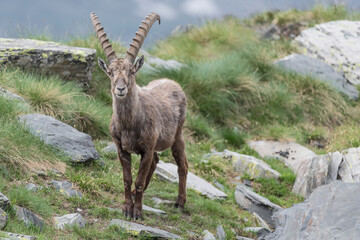 Wall Mural - The King of the Alps mountains, portrait of Alpine ibex male (Capra ibex)