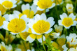 Poached egg plant, (Limnanthes douglasii)  a common annual garden flower plant growing throughout spring summer and autumn, stock photo image