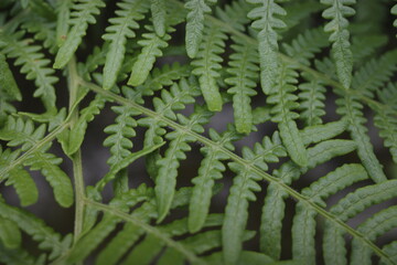 Sticker - Vegetation in the countryside