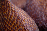 Ripe snake fruit or salak on blue background