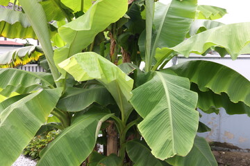 Wall Mural - Tropical banana palm leaf, large foliage in rainforest