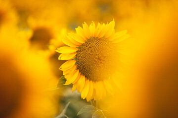 One sunflower in the field, close up. Sunflower among flowers field