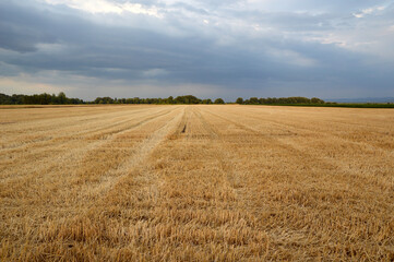 Wall Mural - harvested wheat field in sunlight with stormy sky in the background