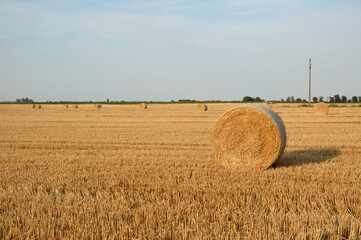 Wall Mural - golden straw bales in sunlight in the harvested wheat field